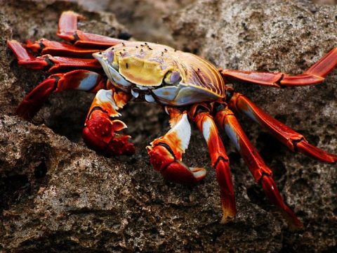 Nằm Mơ Thấy Cua Đánh Đề Số Mấy? – Giải Mã Toàn Bộ Giấc Mơ Về Cua